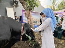 Ria Ricis dan Moana Saksikan Proses Penyembelihan Kurban Sapi Miliknya