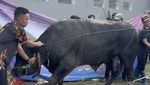Ria Ricis dan Moana Saksikan Proses Penyembelihan Kurban Sapi Miliknya