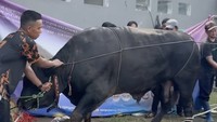 Potret sapi hitam milik Ria Ricis yang terlihat gagah dan gemuk. Ia mengaku tak tahu nominal pengeluaran kurban tahun ini karena menyerahkannya pada manajemen. Foto: Instagram riaricis1795