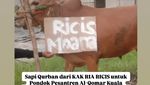 Ria Ricis dan Moana Saksikan Proses Penyembelihan Kurban Sapi Miliknya