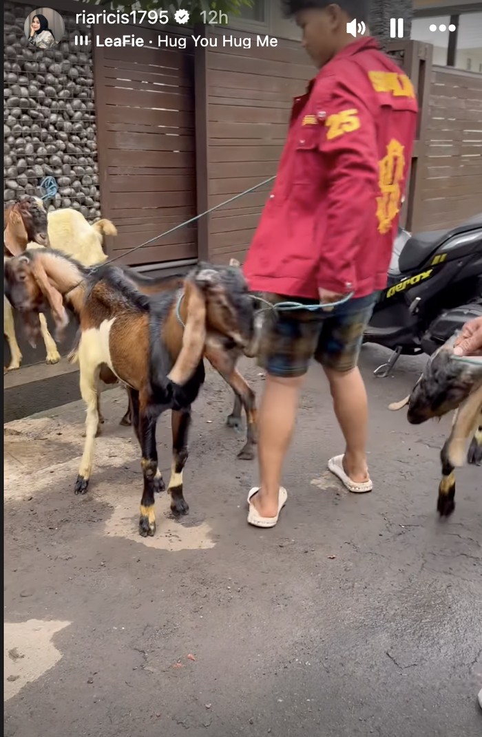 Ria Ricis dan Moana Saksikan Proses Penyembelihan Kurban Sapi Miliknya