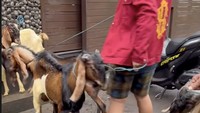 Ria Ricis turut membagikan potret puluhan ekor kambing yang dikurbankan tahun ini. Masya Allah! Foto: Instagram riaricis1795