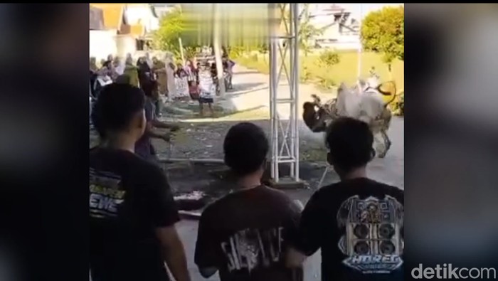 Sapi kurban di Lamongan mengamuk tendang warga