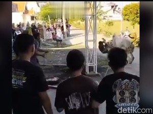 Viral Sapi Ngamuk di Lamongan Tendang Warga Lalu Terperosok ke Sawah
