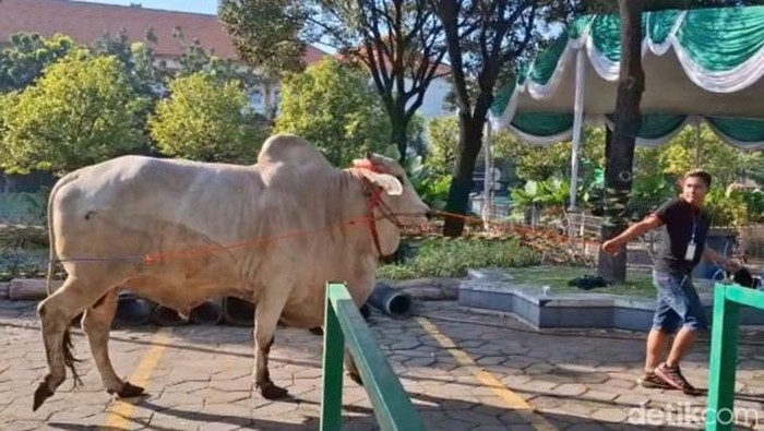 Sapi kurban Prabowo disembelih di Masjid Al Akbar Surabaya