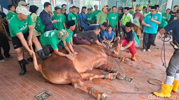Sapi Kurban Prabowo-Gibran di Masjid Istiqlal Disembelih Hari Ini. (Belia/detikcom)