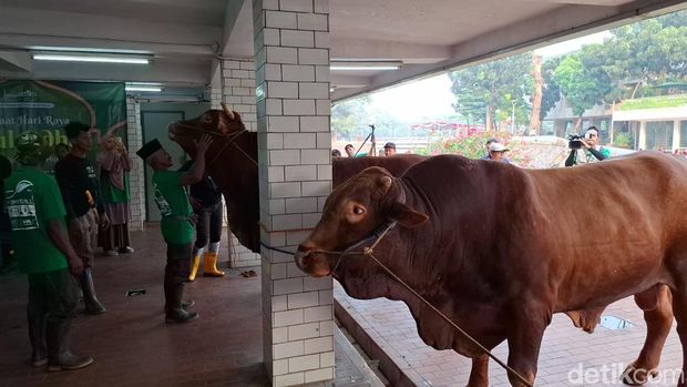 Sapi Kurban Prabowo-Gibran di Masjid Istiqlal Disembelih Hari Ini. (Belia/detikcom)