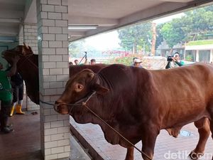 Video: Momen Penyembelihan Sapi Kurban Prabowo-Gibran di Masjid Istiqlal