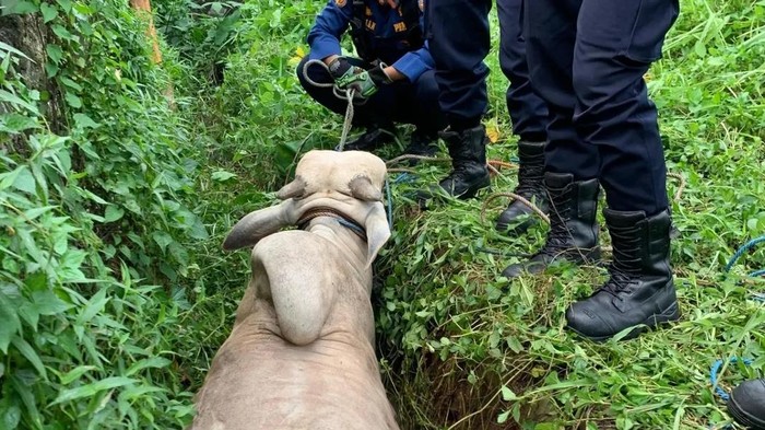 Sapi lepas masuk ke parit di Pancoran Mas, Depok, Jawa Barat.