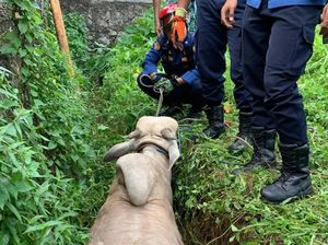 Sapi Kurban Lepas Masuk Parit di Depok, Damkar Turun Tangan Evakuasi