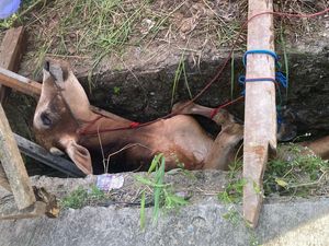 Sapi Kurban Lepas Masuk Parit di Lampung, Damkar Turun Tangan