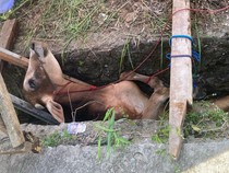Sapi Kurban Lepas Masuk Parit di Lampung, Damkar Turun Tangan