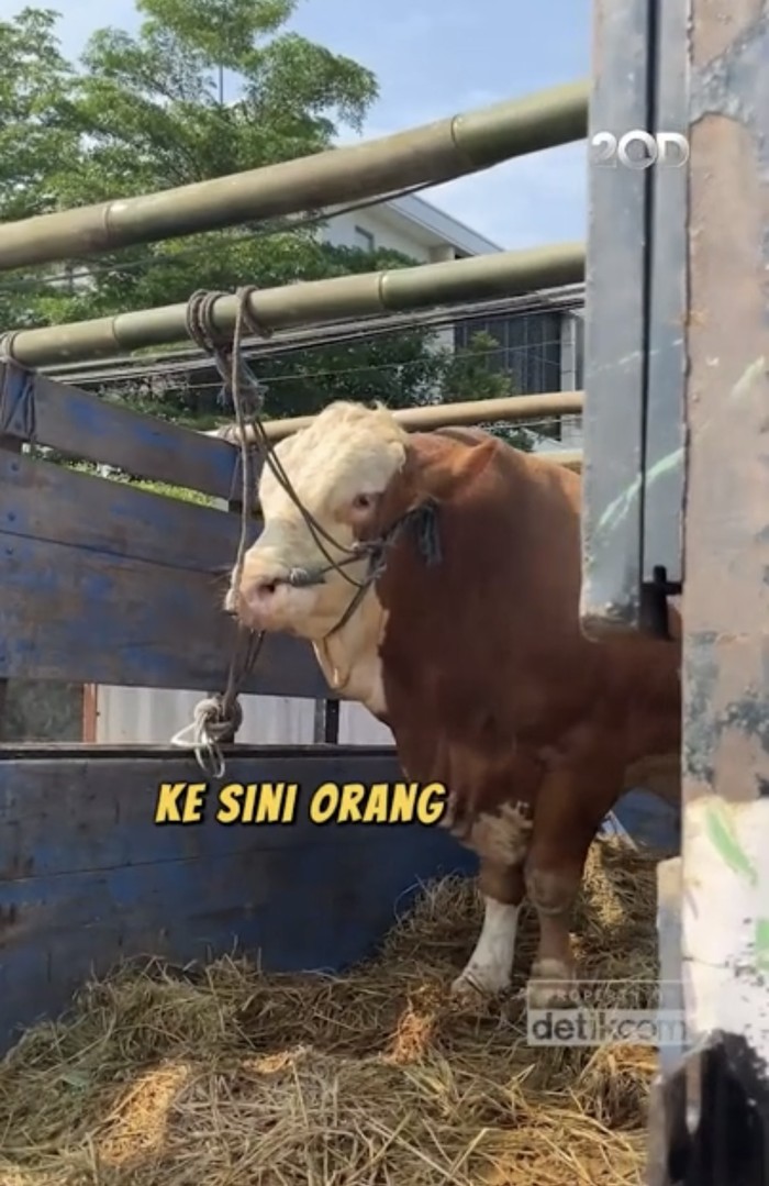 Wow! Dewi Persik Kurban 17 Ekor Sapi dan Ikut Potong Daging Wow! Dewi Persik Kurban 17 Ekor Sapi dan Ikut Potong Daging