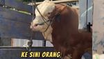 Wow! Dewi Persik Kurban 17 Ekor Sapi dan Ikut Potong Daging