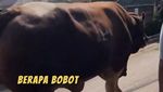 Wow! Dewi Persik Kurban 17 Ekor Sapi dan Ikut Potong Daging