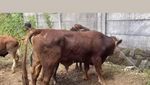 Wow! Dewi Persik Kurban 17 Ekor Sapi dan Ikut Potong Daging