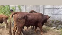Melalui unggahan Instagram pribadinya @dewiperssik9, pelantun Hikayat Cinta itu membagikan potret salah satu sapi yang ia kurbankan. Berwarna cokelat dengan bobot besar. Foto : Instagram @dewiperssik9