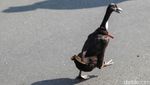 Agak Laen, Warga Bawa Bebek ke CFD Depok