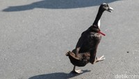 Iqbal sebelumnya juga pernah membawa bebek ke CFD Depok. Iqbal menuturkan sudah memelihara bebek selama 3 bulan. Bebek peliharaannya bisa beradaptasi dengannya karena tinggal bersama. 
