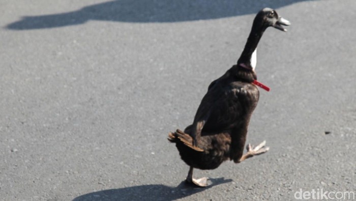 Salah seorang warga, Iqbal (22) yang membawa bebek mengatakan CFD Depok ramah untuk membawa peliharaan. Dia membawa bebek ke CFD Depok, Jalan Margonda Raya, Kota Depok, Jawa Barat, Minggu (8/6/2025).