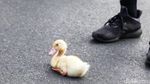 Agak Laen, Warga Bawa Bebek ke CFD Depok