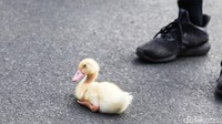 Bebek peliharaannya menjadi tontonan warga.  