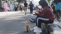 Ada juga kucing peliharaan yang diberi makan di CFD Depok. 