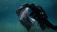 Barang-barang yang ditemukan di lepas pantai Alonissos - tempat wisata favorit karena airnya yang berwarna hijau kebiruan, dan taman laut terlindungi terbesar di Eropa - hanya mewakili sebagian kecil dari puluhan ribu ton sampah yang mengotori Laut Mediterania setiap tahun. Foto: REUTERS/Stelios Misinas