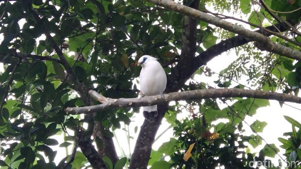 burung jalak Bali di Kampung Jalak Bali, Banjar Tingkihkerep, Desa Tengkudak, Kecamatan Penebel, Kabupaten Tabanan, Bali, Minggu (8/6/2025). (I Dewa Made Krisna Pradipta)