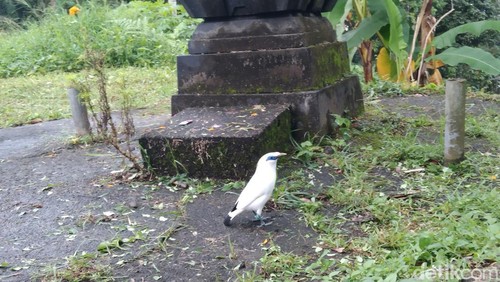 Kampung Jalak Bali di Banjar Tingkihkerep, Desa Tengkudak, Kecamatan Penebel, Kabupaten Tabanan, Bali, Minggu (8/6/2025). (I Dewa Made Krisna Pradipta)