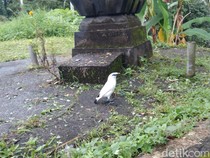 Kampung Jalak Bali, Konservasi Warga Tabanan yang Lahir dari Tradisi Agustusan