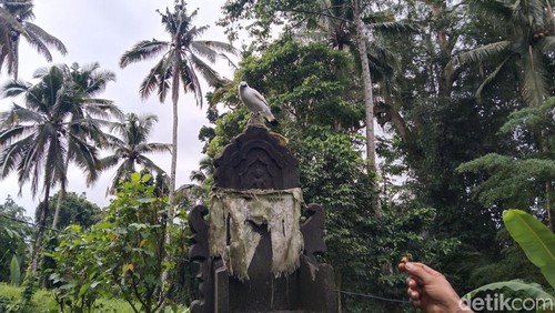 Kampung Jalak Bali di Banjar Tingkihkerep, Desa Tengkudak, Kecamatan Penebel, Kabupaten Tabanan, Bali, Minggu (8/6/2025). (I Dewa Made Krisna Pradipta)