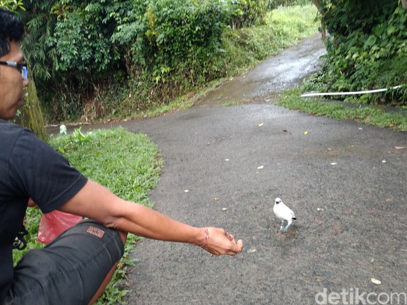 Kampung Jalak Bali di Banjar Tingkihkerep, Desa Tengkudak, Kecamatan Penebel, Kabupaten Tabanan, Bali, Minggu (8/6/2025). (I Dewa Made Krisna Pradipta)