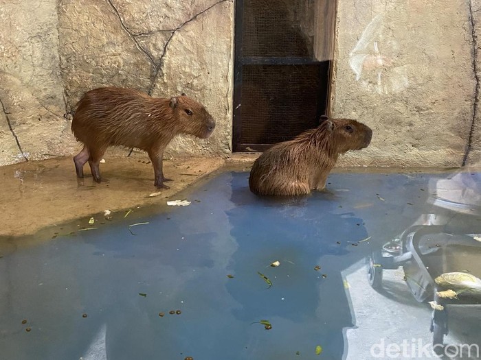 Koleksi satwa baru di Semarang Zoo, Kelurahan Wonosari, Kecamatan Ngaliyan, Minggu (8/6/2025).
