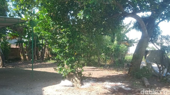 Lokasi penyembelihan sapi kurban di Desa Bentangan, Klaten, yang jadi viral karena sapinya bisa berdiri lagi, Sabtu (7/6/2025).