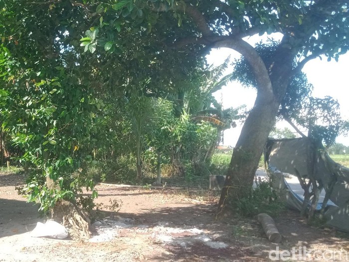 Lokasi penyembelihan sapi kurban di Desa Bentangan, Klaten, yang jadi viral karena sapinya bisa berdiri lagi, Sabtu (7/6/2025).