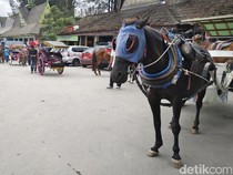 Berapa Harga Naik Kuda di Berastagi? Berikut Informasinya