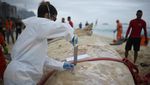 Paus Bungkuk Sepanjang 6 Meter Ditemukan Mati di Pantai Rio