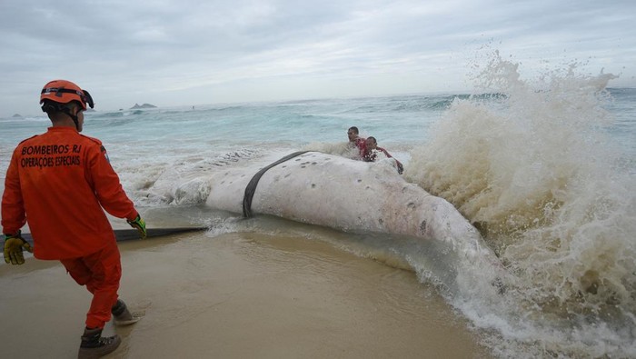 A veterinarian and members of the fire brigade work around a dead whale at Barra da Tijuca beach in Rio de Janeiro, Brazil June 7, 2025. REUTERS/Tita Barros