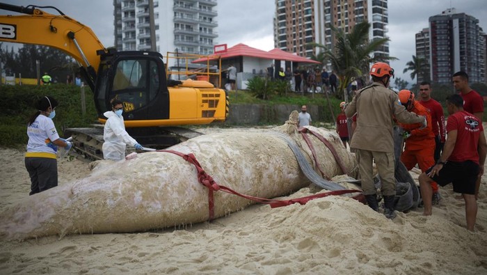 Paus Bungkuk Mati Terdampar di Pantai, Gegerkan Warga Rio Brasil A veterinarian and members of the fire brigade work around a dead whale at Barra da Tijuca beach in Rio de Janeiro, Brazil June 7, 2025. REUTERS/Tita Barros