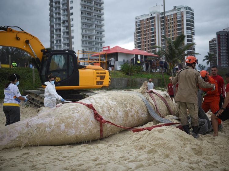 Paus Bungkuk Sepanjang 6 Meter Ditemukan Mati di Pantai Rio