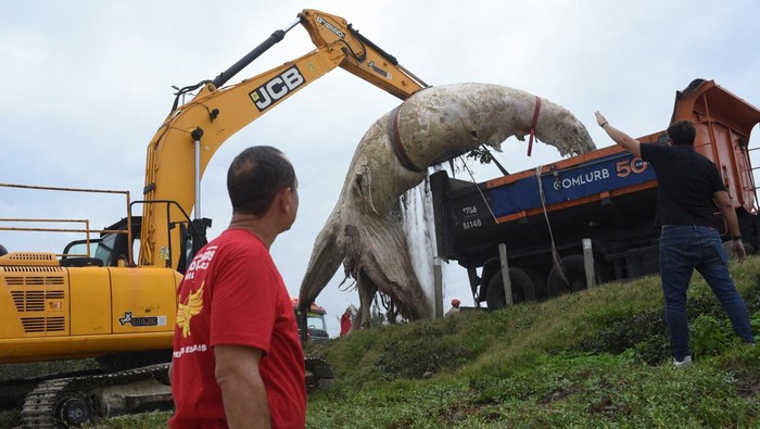 Paus Bungkuk Mati Terdampar di Pantai, Gegerkan Warga Rio Brasil A veterinarian and members of the fire brigade work around a dead whale at Barra da Tijuca beach in Rio de Janeiro, Brazil June 7, 2025. REUTERS/Tita Barros