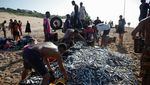 Potret Nelayan Serbu Pantai Saat Laut Durban Panen Sarden