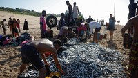 Penangkapan ikan sarden tahunan menciptakan kegilaan makan bagi para predator ikan yang lebih besar, mamalia laut, dan burung laut; kegilaan memancing bagi para nelayan, dan objek wisata yang ramai bagi para wisatawan. Foto: REUTERS/Rogan Ward