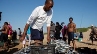 Operator tur Michael Govender dengan antusias berkata, penangkapan ikan sarden sejauh ini fantastis ... berhasil menyelinap. Ini sekitar satu setengah minggu lebih awal dari yang kami perkirakan. Foto: REUTERS/Rogan Ward