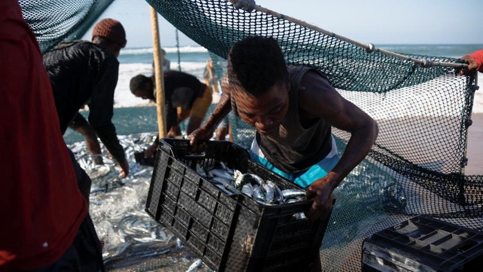 Fishermen fill crates with sardines netted during the annual sardine run in Warner Beach, South Africa, June 3, 2025. REUTERS/Rogan Ward     TPX IMAGES OF THE DAY