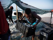 Harga Ikan Laut di Sumut Mahal, Disperindag Singgung Cuaca Buruk