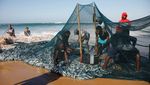 Potret Nelayan Serbu Pantai Saat Laut Durban Panen Sarden Potret Nelayan Serbu Pantai Saat Laut Durban Panen Sarden