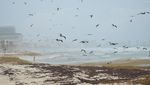 Rumput Laut Serbu Pantai Cancun, Pekerja Berjuang Bersihkan Garis Pantai
