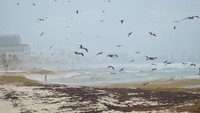 Tumpukan sargassum menggunung di pinggir pantai sementara air laut tetap menarik minat wisatawan yang bermain di kejauhan. Foto: REUTERS/Paola Chiomante
